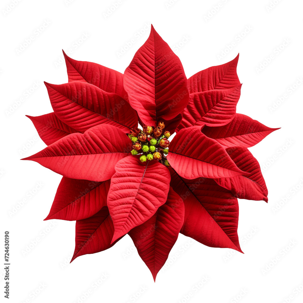 Poinsettia isolated on transparent background Poinsettia isolated on transparent background