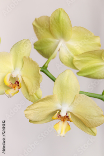 close up yellow orchid flowers on white background 