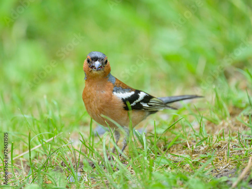 A male Common Chaffinch standing on the ground