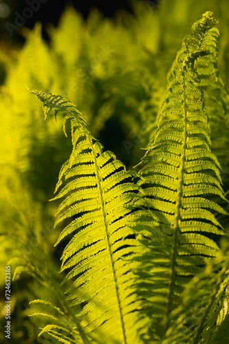 Beautiful fern in forest. Fern leaves Close up. Fern leaf texture in nature . Background nature concept.