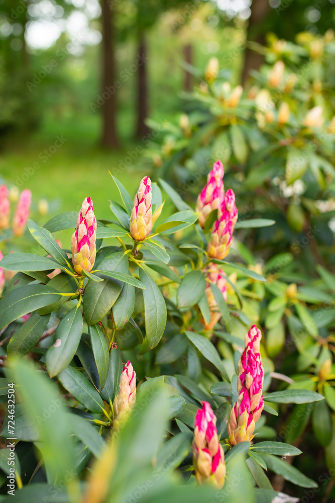 Pink rhododendron flower buds prepare to bloom in the spring sunshine. Beautiful pink rhododendron buds in springtime Pink rhododendron flower buds prepare to bloom in the spring sunshine. Beautiful pink rhododendron buds in springtime