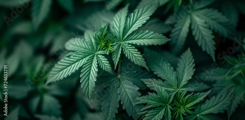 green cannabis leaves with dark background