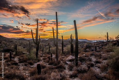 Arizona desert at sunset with Saguaro cactus in Sonoran Desert near Phoenix photo
