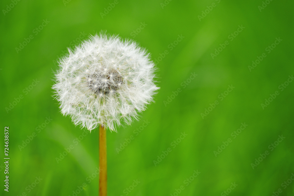 Beautiful white dandelions growing in a meadow Beautiful white dandelions growing in a meadow