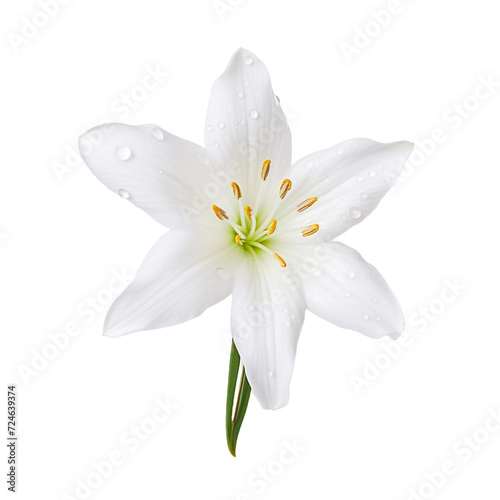 Rain Lily flower isolated on transparent background