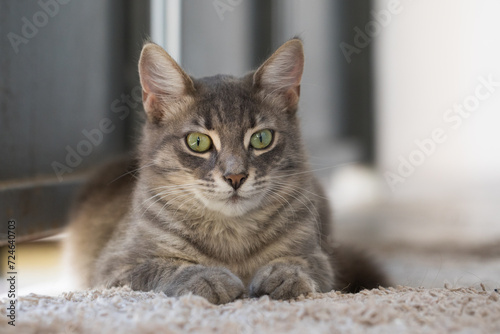 Gray cat pet indoor portrait
