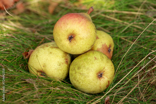 ripe pears on green grass