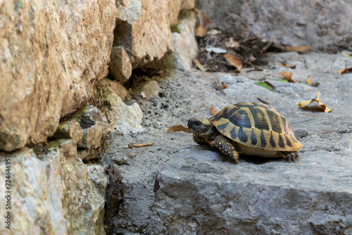 Young turtle on stairs close up, in medieval town of Pocitelj photo