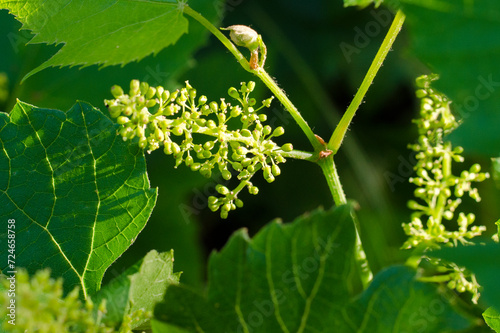 Flowering of the grape. Grape in blossom. Fresh green grape vine leaf growth. First grape leaves in spring. Grape ovary. Young leaves of grapes. Shoots of grapes. photo