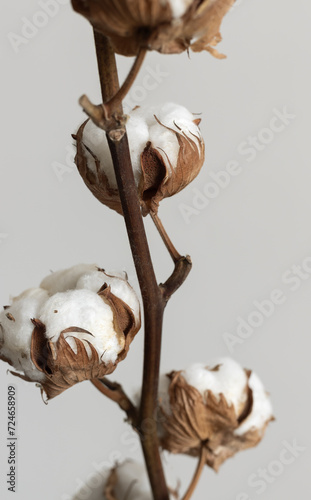 Fototapeta Naklejka Na Ścianę i Meble -  Close up of beautiful branch with cotton bolls. Floral abstract background and wallpaper.