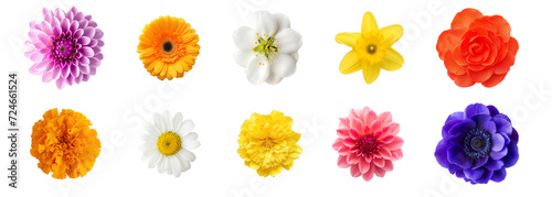 Set of colorful flowers blossoms isolated on transparent PNG background. Dahlia, Gerbera, Daisy, Jasmine, Begonia, Daffodil, Marigold, Anemone, Chrysanthemum