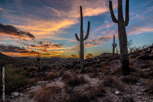 Arizona desert at sunset with Saguaro cactus in Sonoran Desert near Phoenix © digidreamgrafix