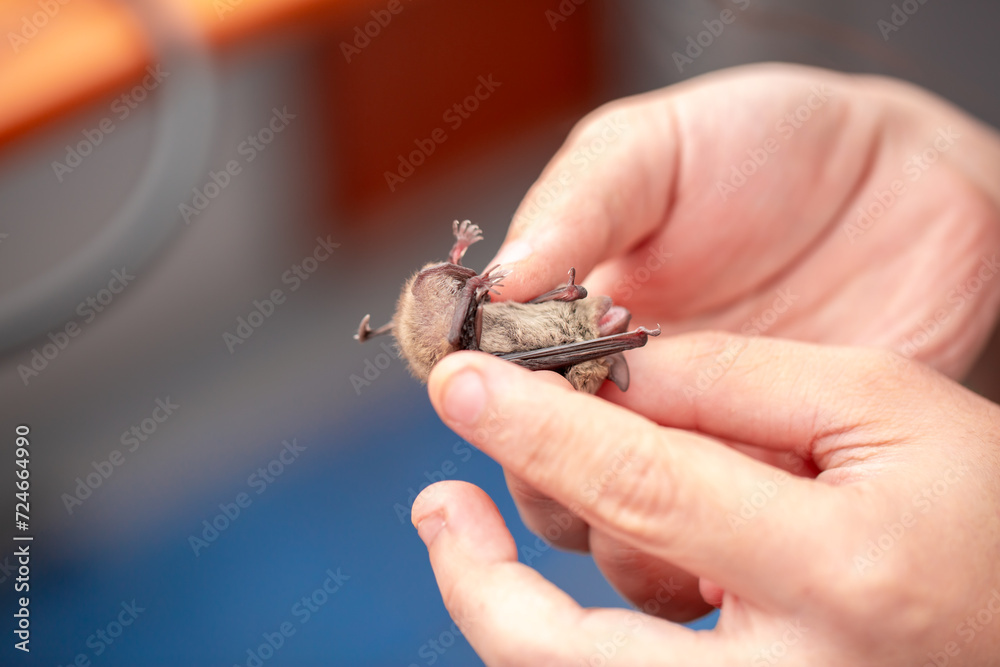 Obraz premium Bat in the hands of a man in a veterinary clinic. A doctor checks the health of a bat.