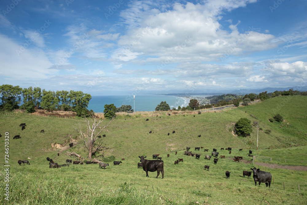 Cows at Ohope beach, Otarawairere bay, near  Whakatane New Zealand. Hills and meadows. Beaches and coast Bay of Plenty.