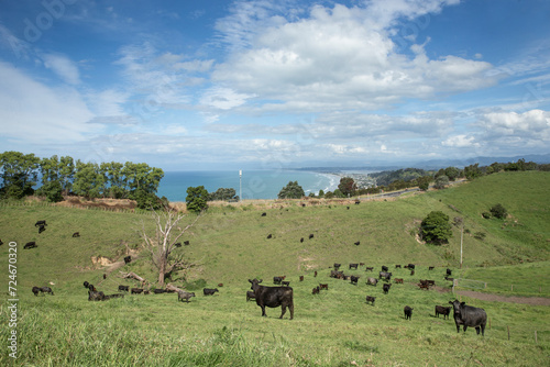Fototapeta Naklejka Na Ścianę i Meble -  Cows at Ohope beach, Otarawairere bay, near  Whakatane New Zealand. Hills and meadows. Beaches and coast Bay of Plenty.
