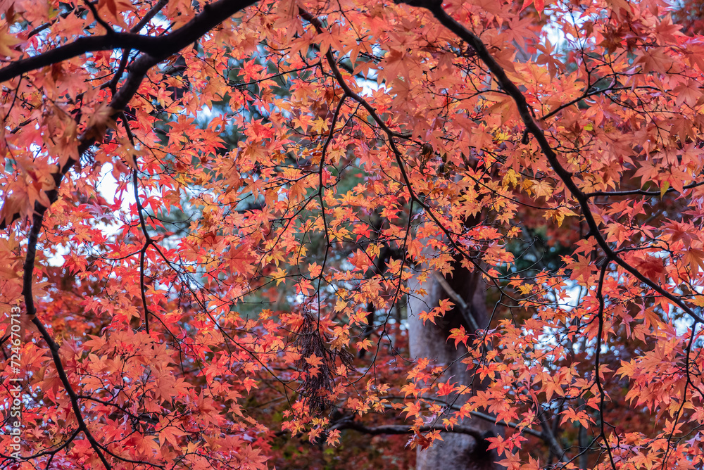 雨に濡れた紅葉