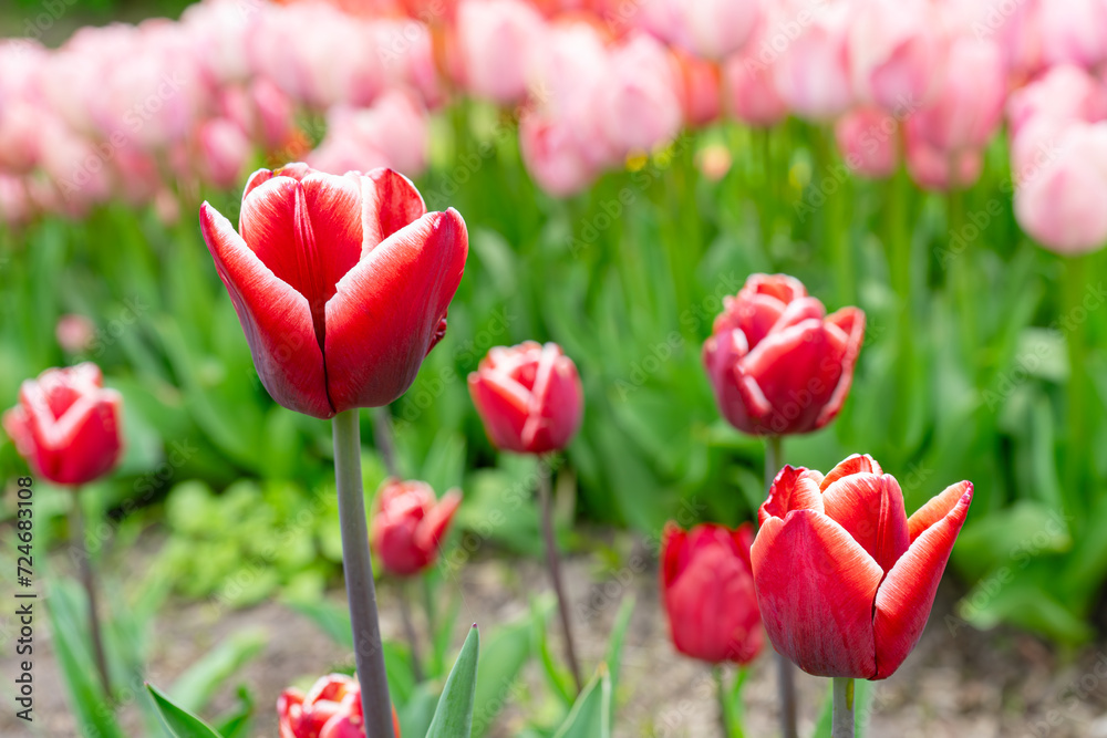 Red tulip with white edge flowers with green leaves blooming in a meadow, park, flowerbed outdoor. World Tulip Day. Tulips field, nature, spring, floral background. Red tulip with white edge flowers with green leaves blooming in a meadow, park, flowerbed outdoor. World Tulip Day. Tulips field, nature, spring, floral background.