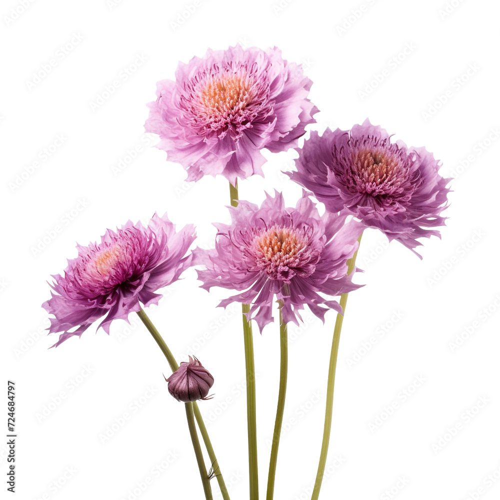 Scabiosa flower isolated on transparent background Scabiosa flower isolated on transparent background