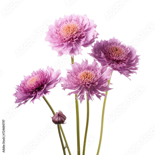 Scabiosa flower isolated on transparent background