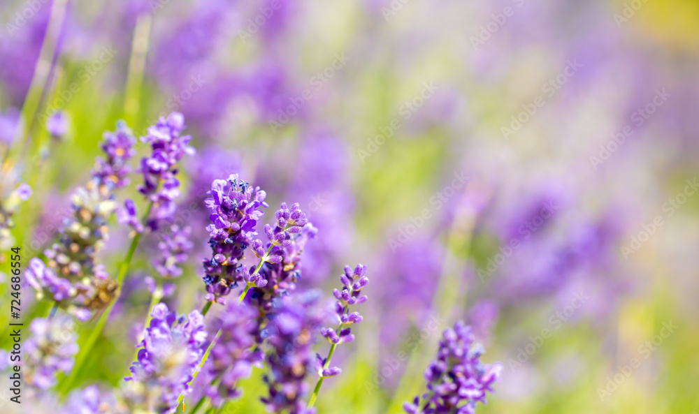 Naklejka premium Spring lavender flowers under sunlight. Lilac flowers close up. Beautiful landscape of nature with a panoramic view. Hi spring. long banner