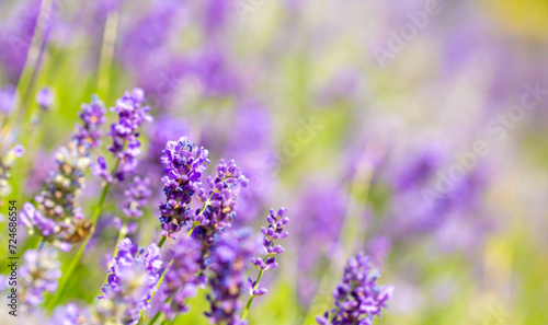 Spring lavender flowers under sunlight. Lilac flowers close up. Beautiful landscape of nature with a panoramic view. Hi spring. long banner