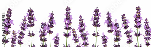 Lavender flowers isolated on white background. Wide banner.