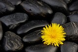 Dandelion. Yellow flower and black stones.