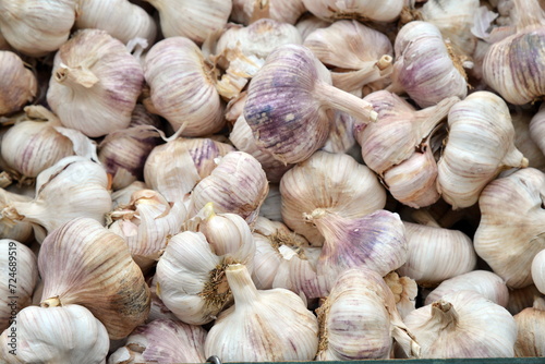 Fresh garlic on market table.  Vitamin healthy vegetables. 