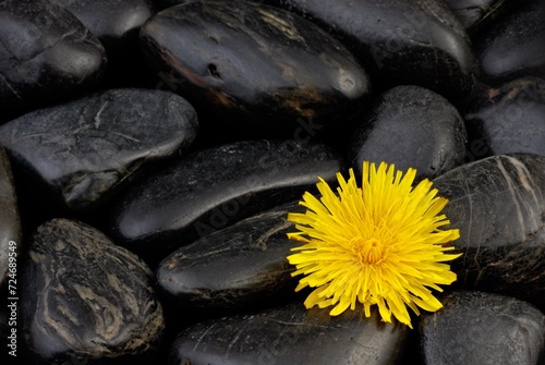 Dandelion. Yellow flower and black stones.
