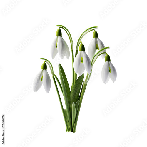 Snowbell flower isolated on transparent background photo