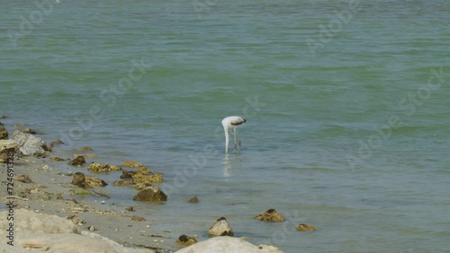 Flamingo wading in shallow water in Sitra beach park photo