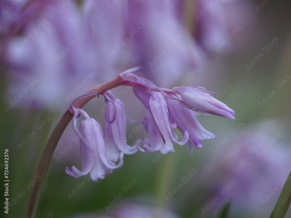 Naklejka premium 釣鐘状の花 シラーカンパニュラータ
