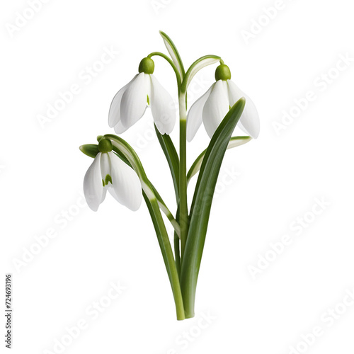 Snowbell flower isolated on transparent background