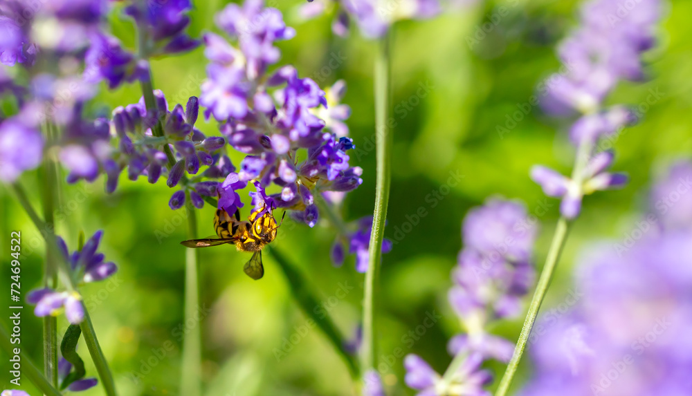 Obraz premium Spring lavender flowers under sunlight. Bees pollinate flowers and collect pollen. Lavender honey. Beautiful landscape of nature with a panoramic view. Hi spring. long banner