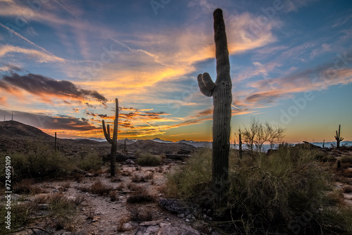 Arizona desert at sunset with Saguaro cactus in Sonoran Desert near Phoenix