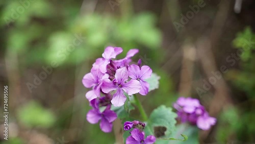 Wallpaper Mural Purple Annual Honesty Flowers in ultra slow motion pan video Torontodigital.ca