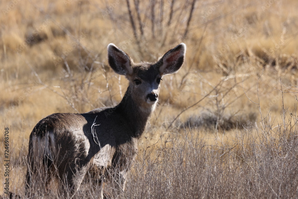 Deer in Bosque del Apache national wildlife refuge in New Mexico USA Deer in Bosque del Apache national wildlife refuge in New Mexico USA