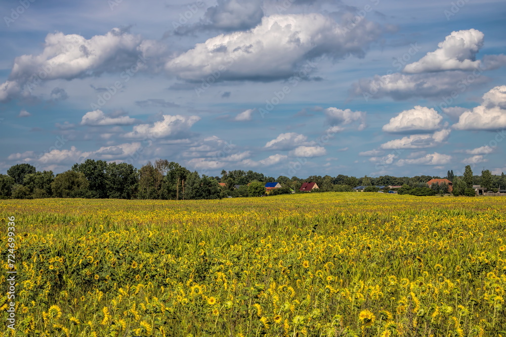 buckow, deutschland - sonnenblumenfeld in der nähe vom buckowsee