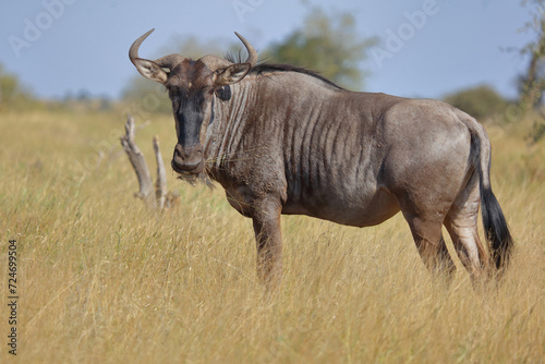 Streifengnu   Blue wildebeest   Connochaetes taurinus