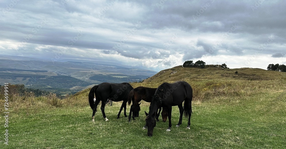 Obraz premium horses on the meadow