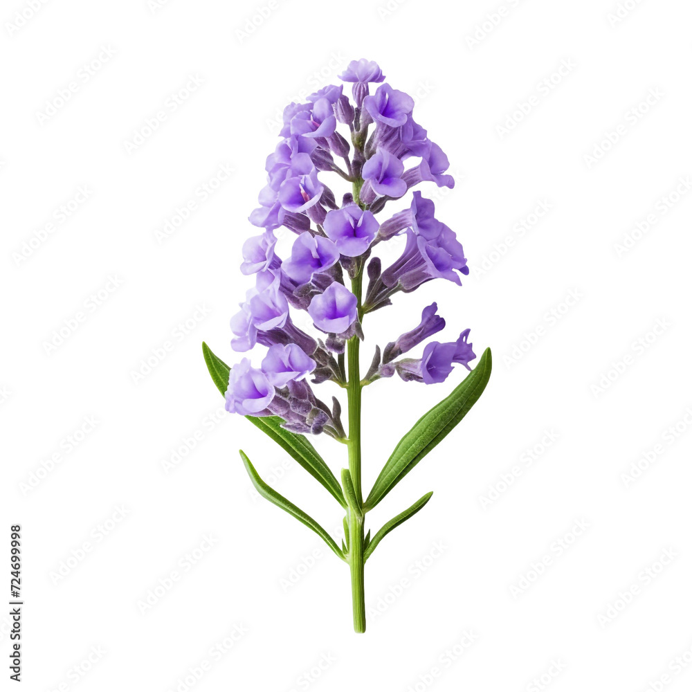 Statice flower isolated on transparent background Statice flower isolated on transparent background