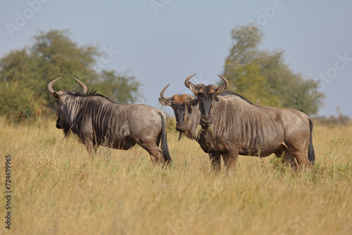 Streifengnu / Blue wildebeest / Connochaetes taurinus