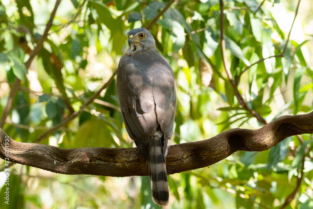 A large Crested Goshawk perched on a branch. A large Crested Goshawk perched on a branch.