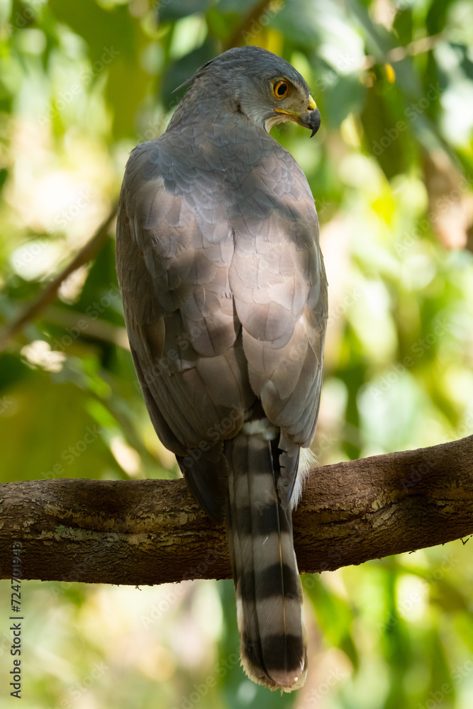 A large Crested Goshawk perched on a branch. A large Crested Goshawk perched on a branch.