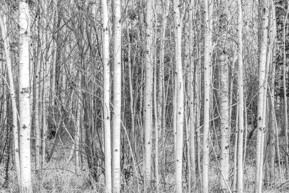 Obraz premium birch tree forest background in wisconsin state