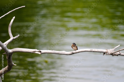 Tiny Barn Swallow on a branch over a lake photo