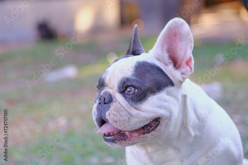 Fototapeta Naklejka Na Ścianę i Meble -  A cute of french bulldog 