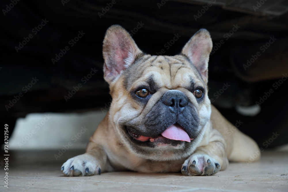 A cute of french bulldog 