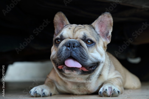A cute of french bulldog  © rueangrit