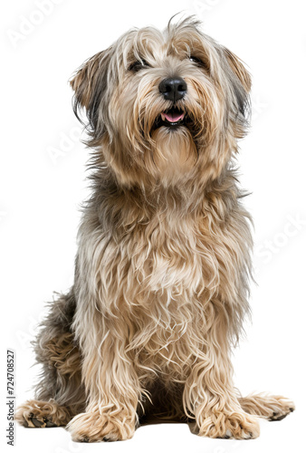 Bergamasco Sheepdog dog, full body. © Anthony